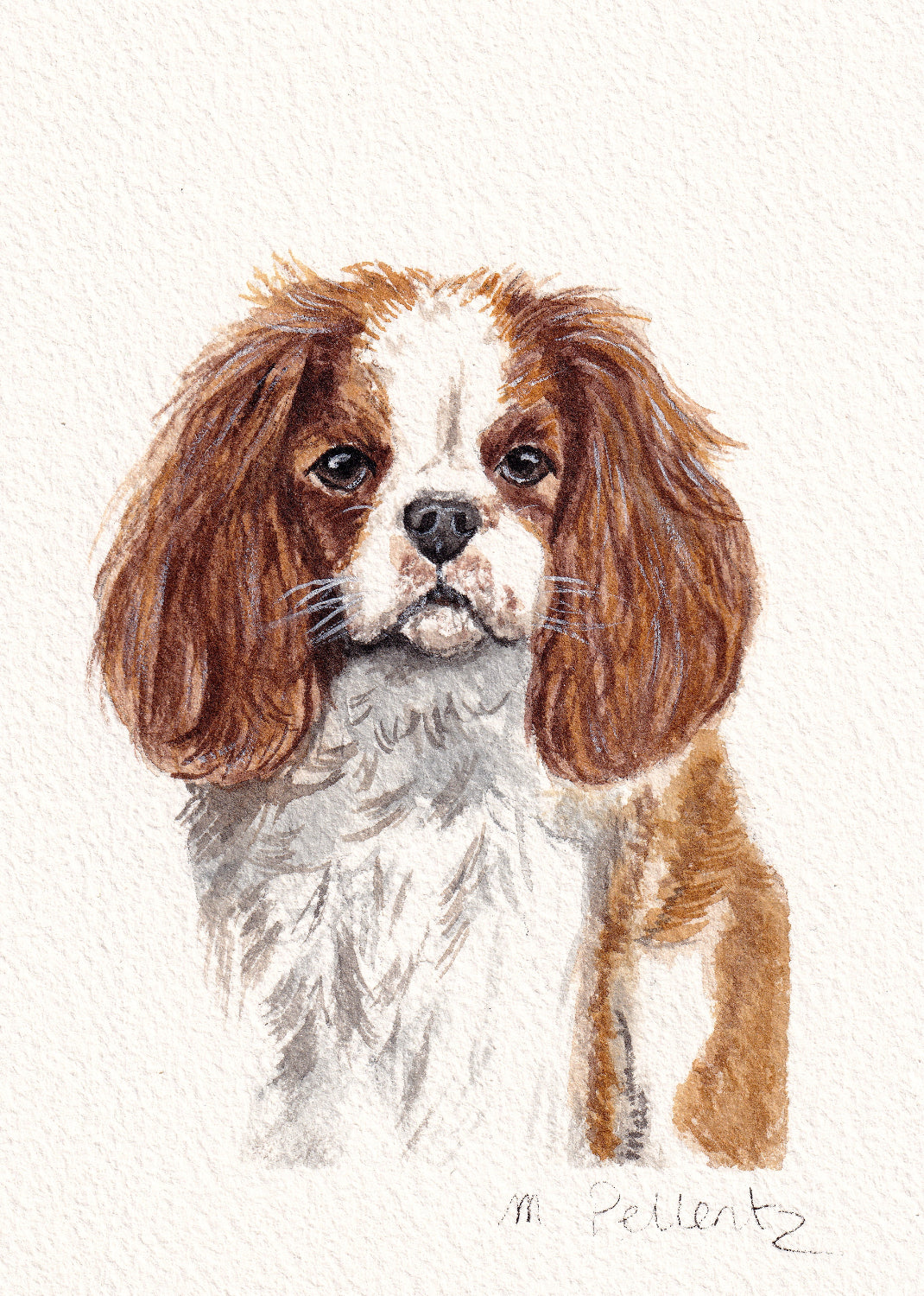 Portrait cavalier king charles