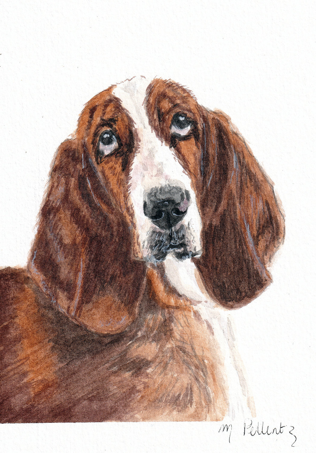 Portrait Basset hound