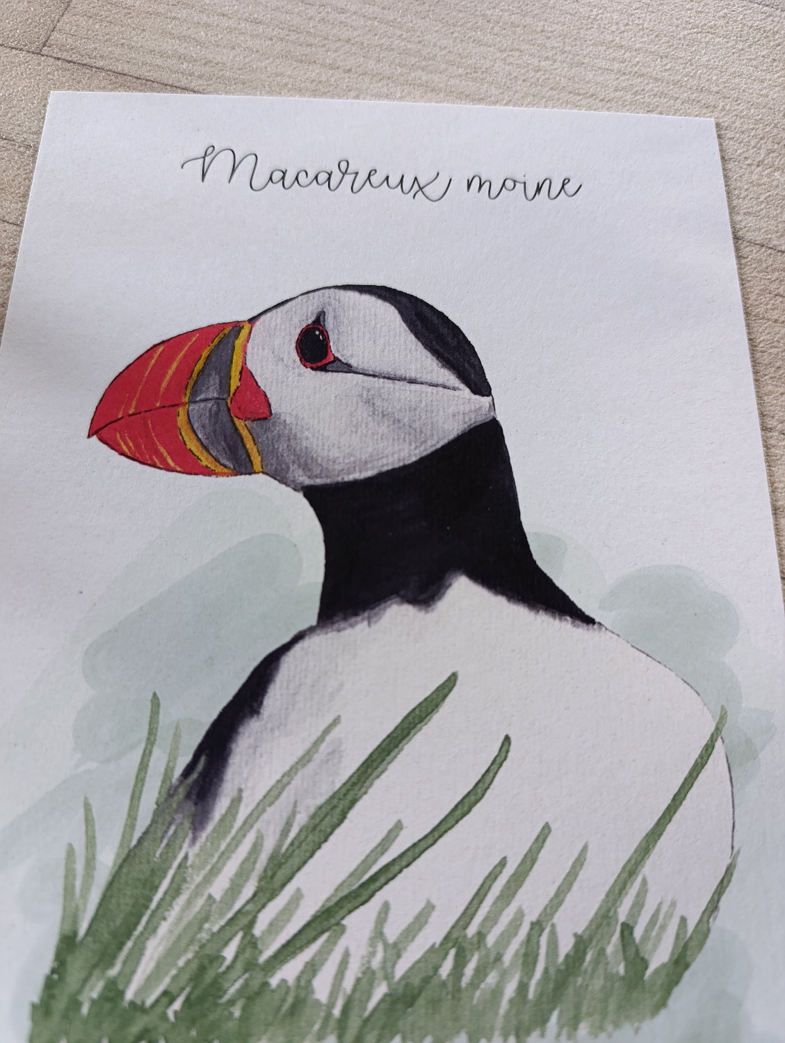 affiche macareux moine